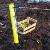 Plantacin forestal