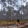 Plantacin forestal