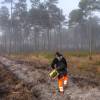 Plantacin forestal