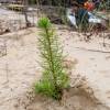 Plantacin forestal