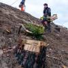 Plantacin forestal