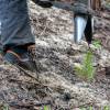Plantacin forestal
