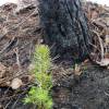 Plantacin forestal