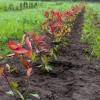 Plantacin forestal