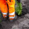 Plantacin forestal