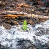 Plantacin forestal