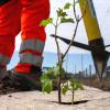 Plantacin forestal