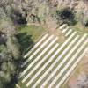 Plantacin forestal