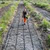 Plantacin forestal
