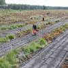 Plantacin forestal