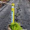 Plantacin forestal