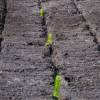 Plantacin forestal