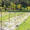 Plantacin forestal