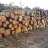 Venta de su madera por licitacin