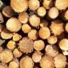 Venta de su madera por licitacin