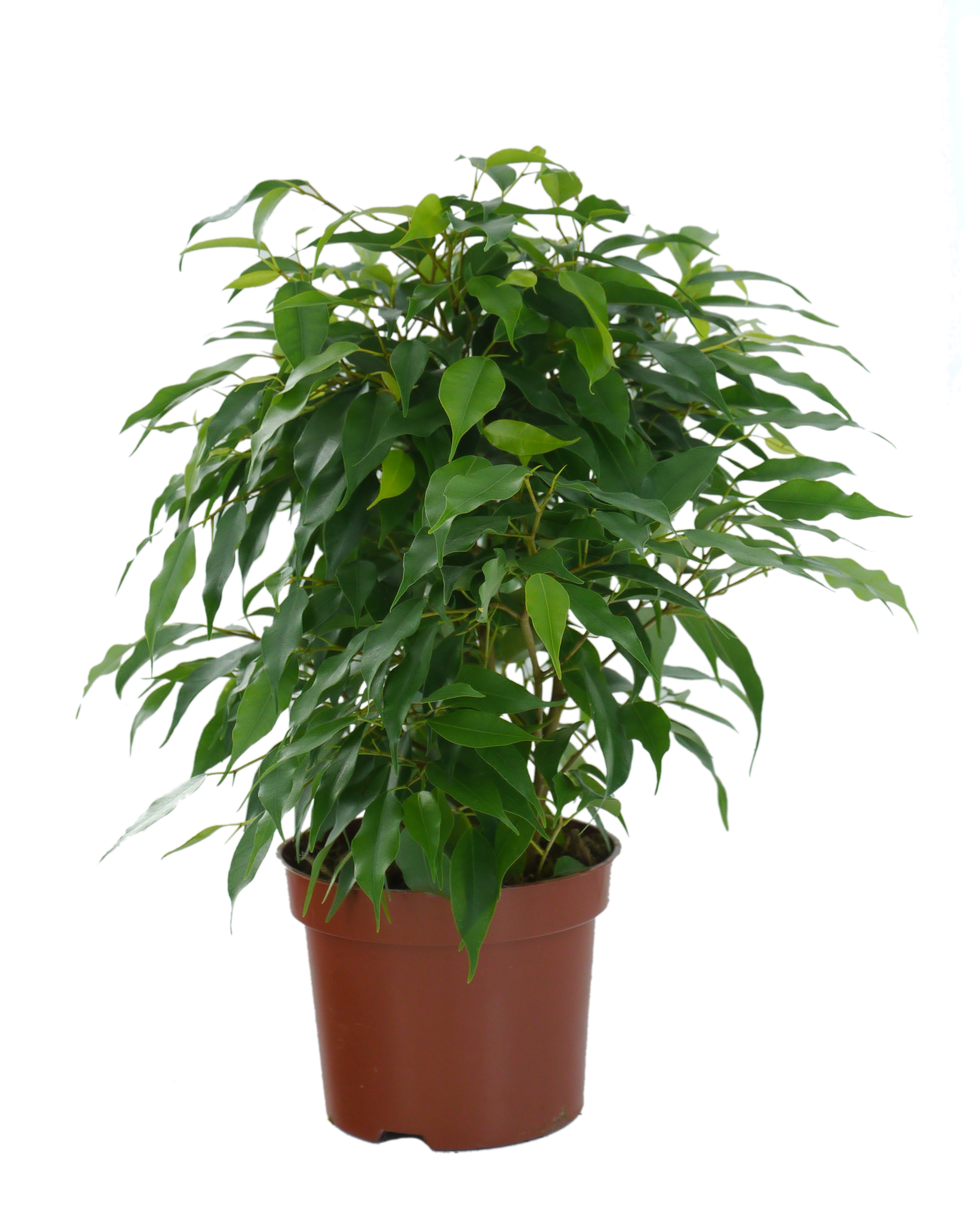 Ficus benjamina 'Danielle'