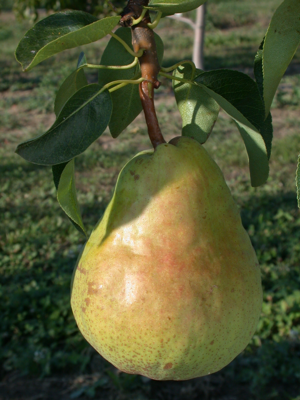 Peral 'Williams'