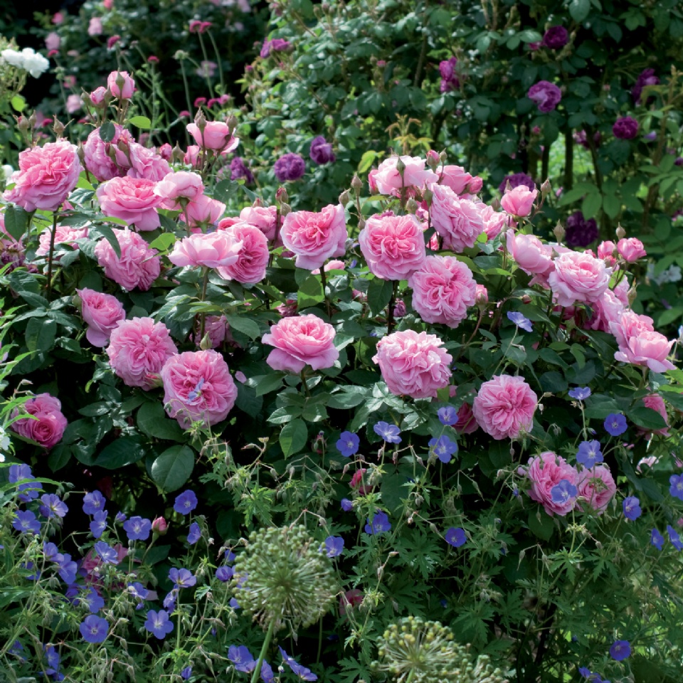 Amazing Rosa Gertrude Jekyll Gallery