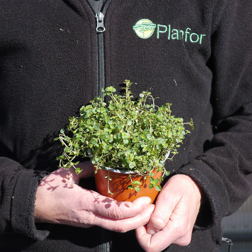 Thymus serpyllum - Tomillo sanjuanero, Sérpol, Pepolino