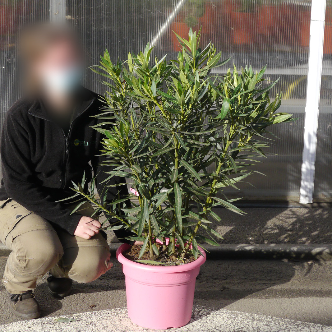 Adelfa rosa : venta Adelfa rosa / Nerium oleander rosea 1