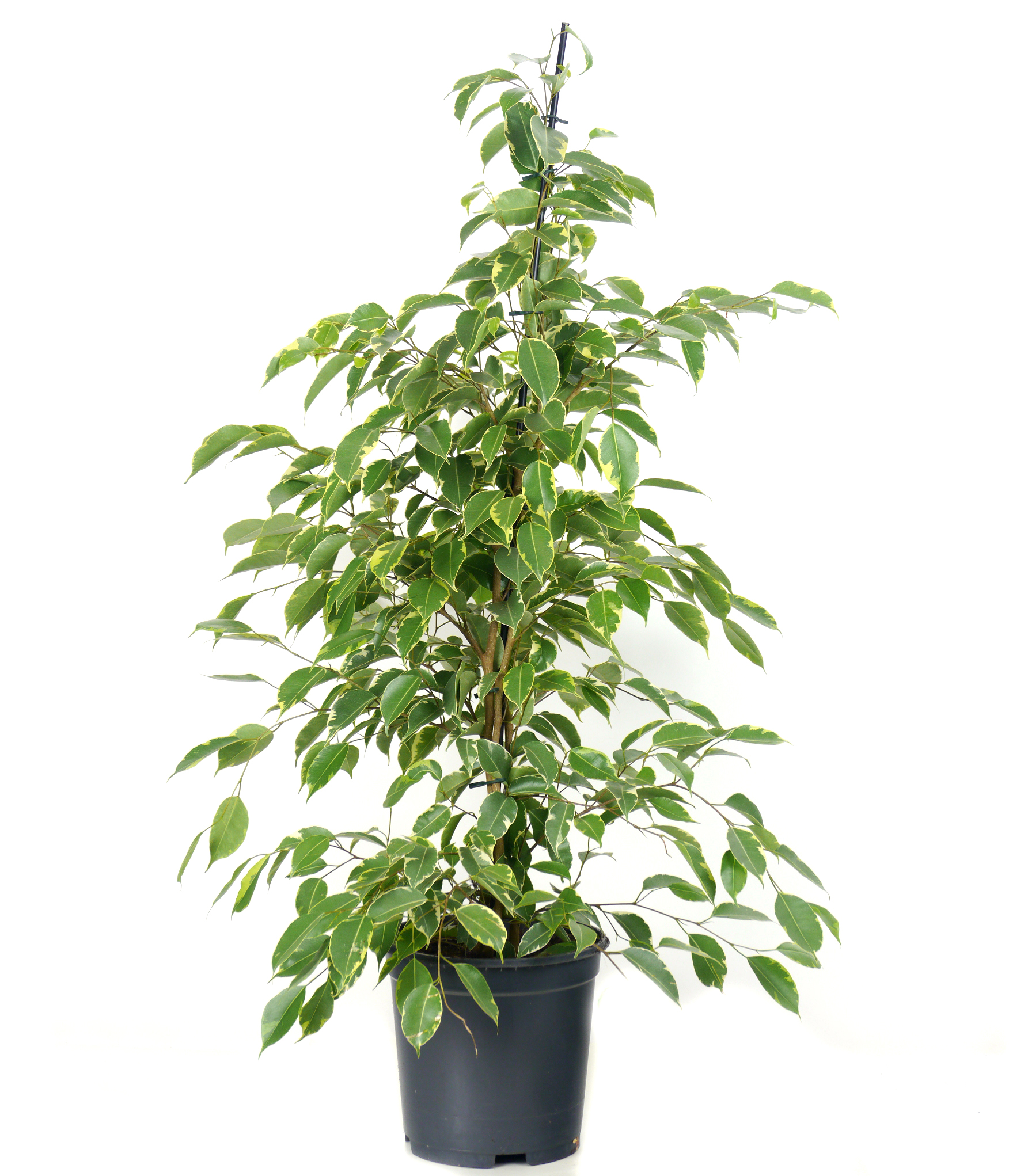 Ficus 'Golden King' : venta Ficus 'Golden King' / Ficus Golden King