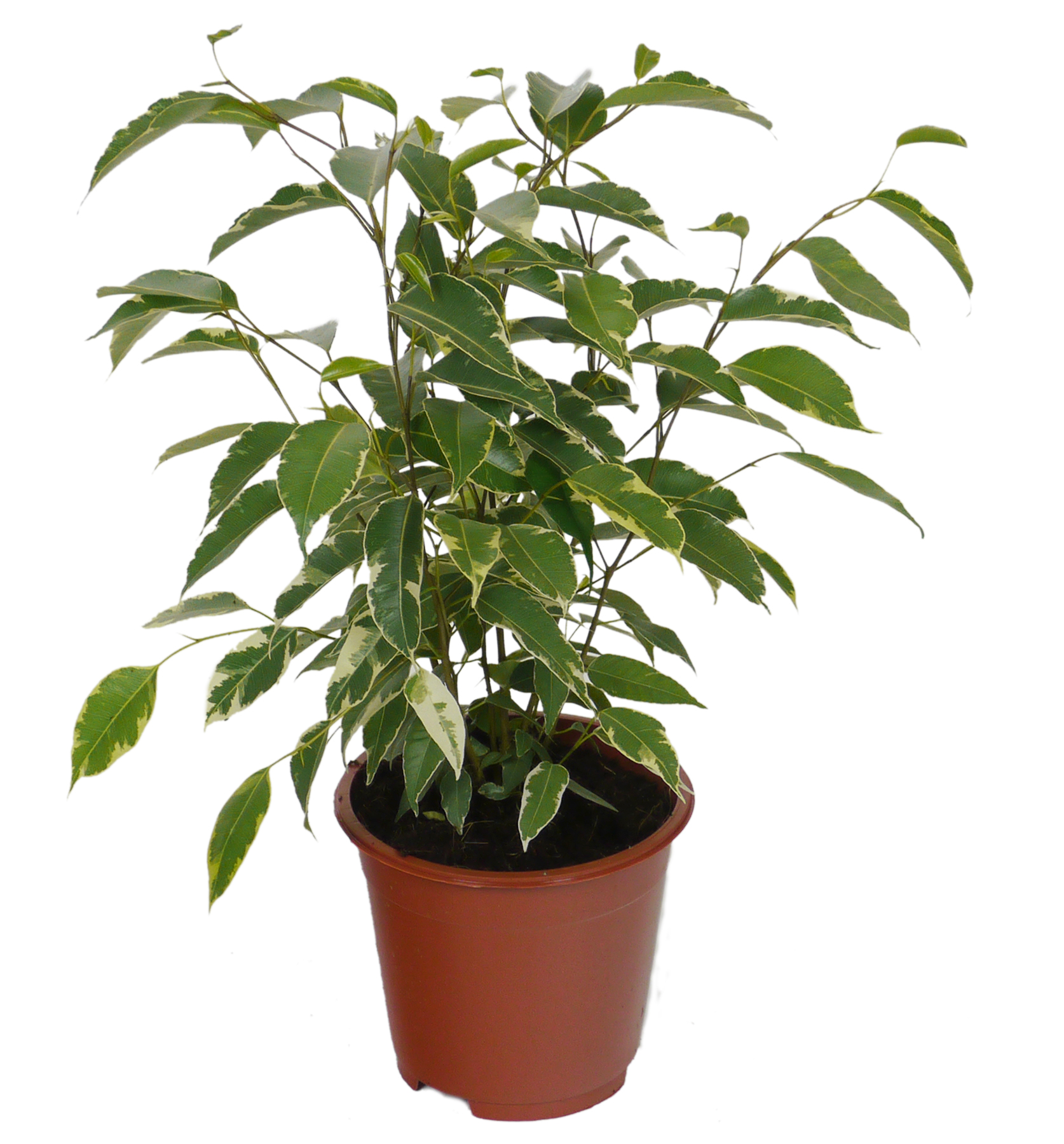 Ficus 'Golden King' : venta Ficus 'Golden King' / Ficus Golden King
