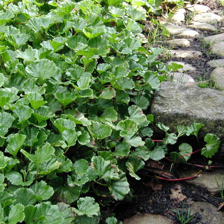 Gunnera de Magellan venta Gunnera de Magellan / Gunnera magellanica