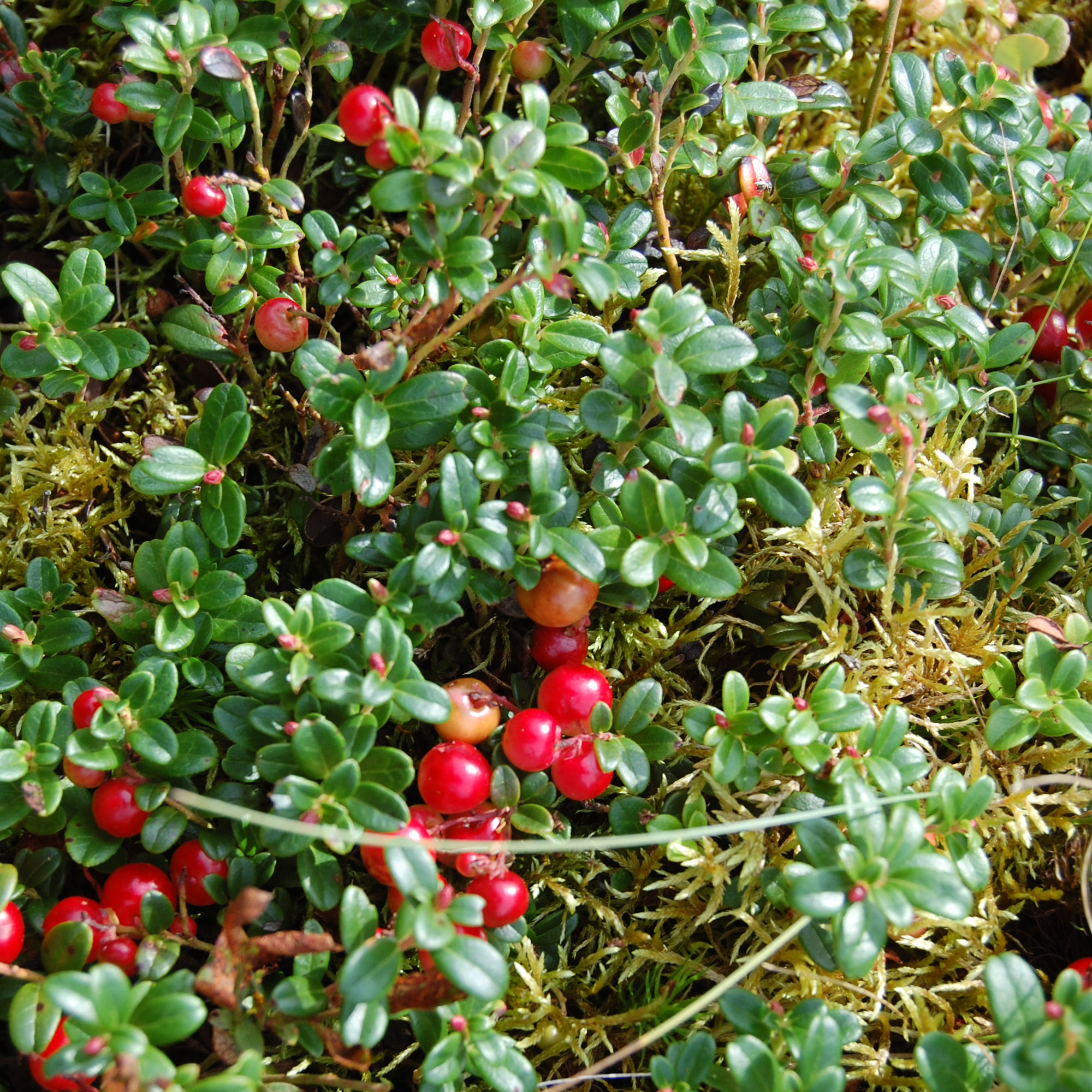 Arándano Rojo (Vaccinium Macrocarpon) En Maceta De 2.5 L, Arbusto Rastrero Perenne, Frutos Rojos Ricos En Antioxidantes, Resistente A Heladas