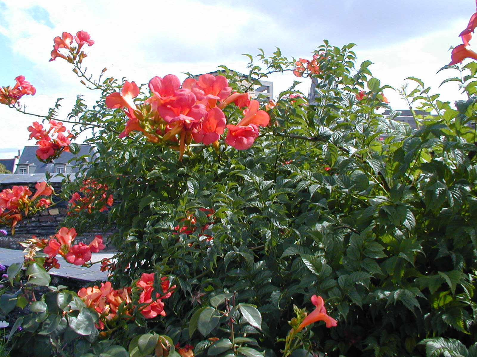 Bignonia Stromboli