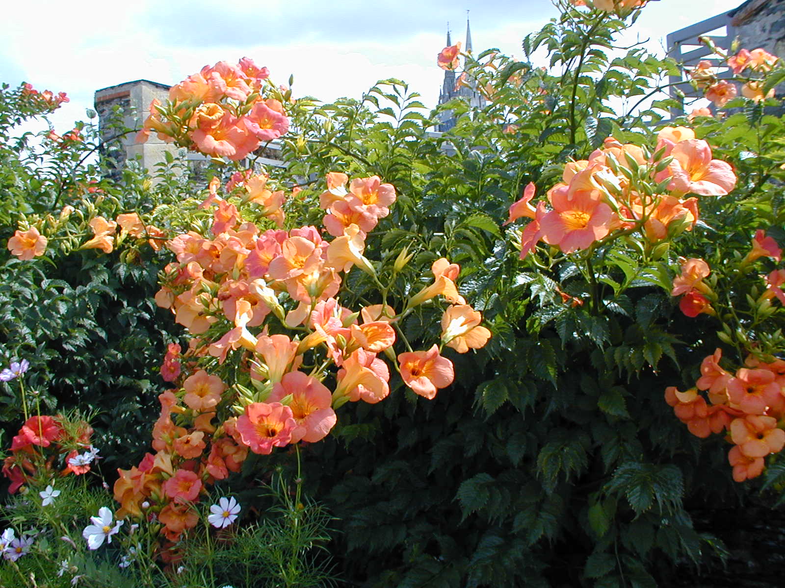 Bignonia Tarantella