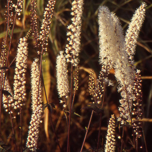 Hierba de San Cristóbal 'Atropurpurea'