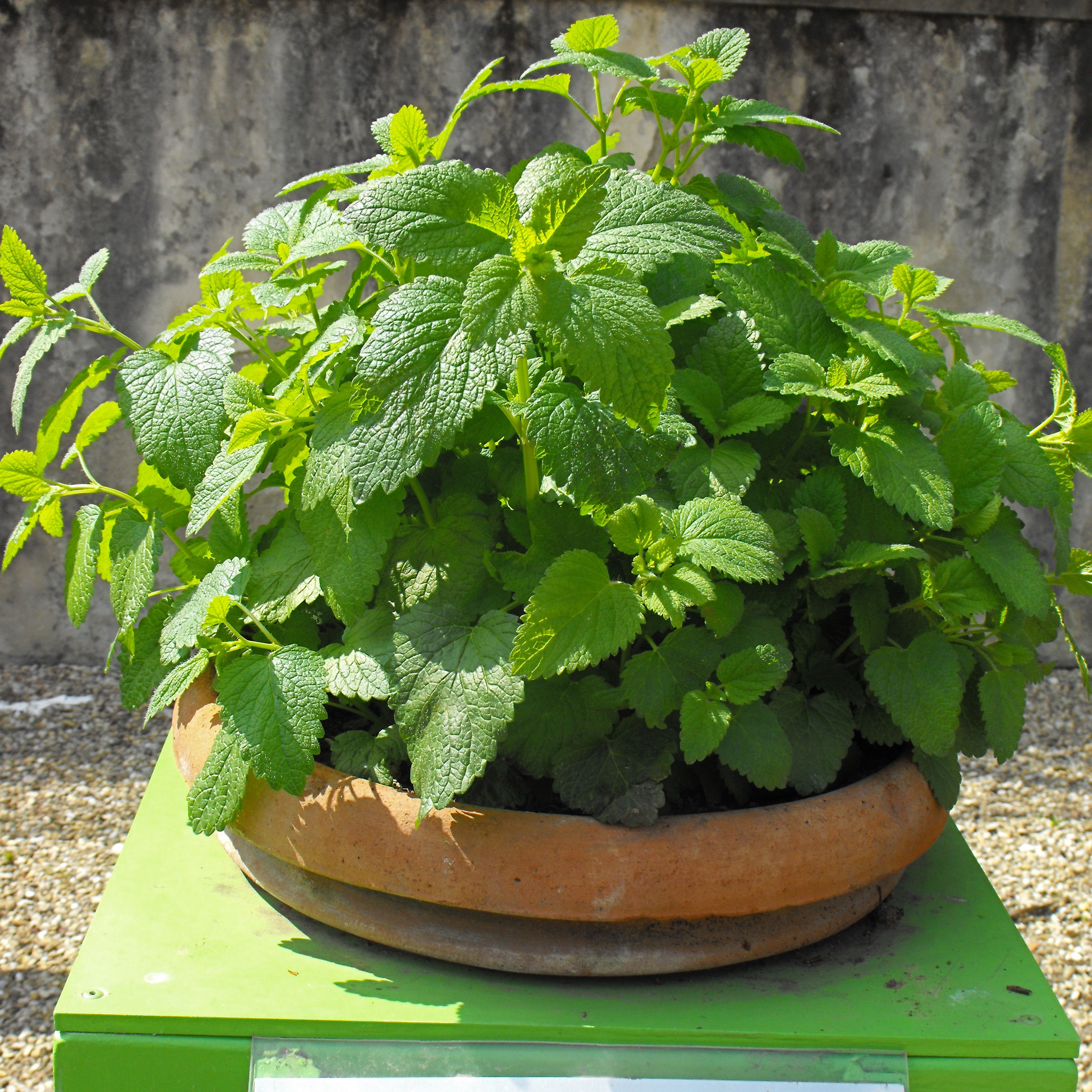 Melisa venta Melisa / Melissa officinalis