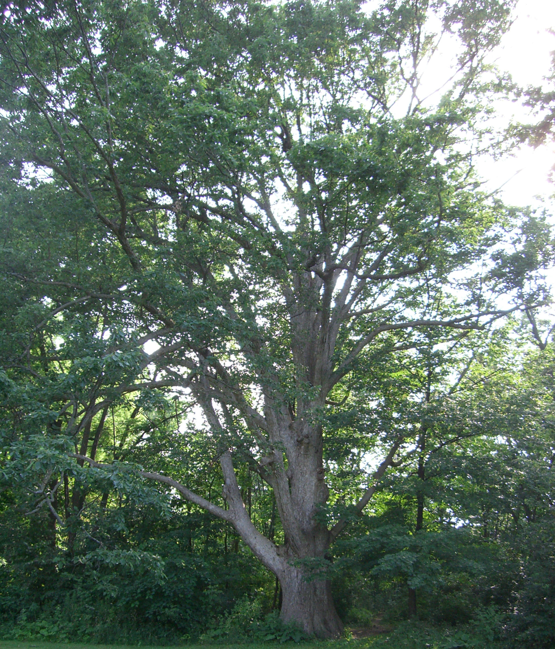Roble castaño amarillo : venta Roble castaño amarillo / Quercus ...