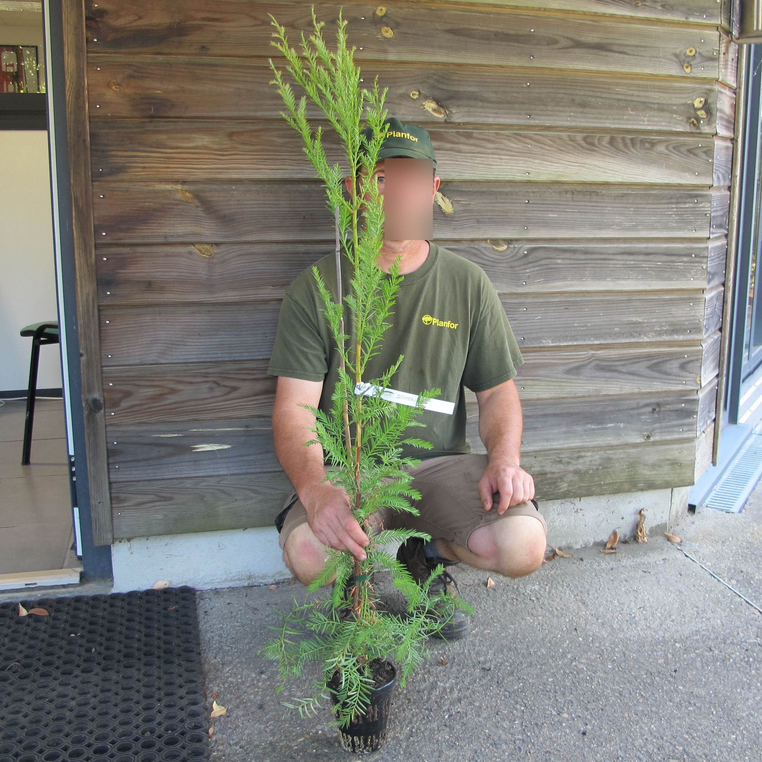 Secoya Color Secuoya : venta Secuoya / Sequoia sempervirens