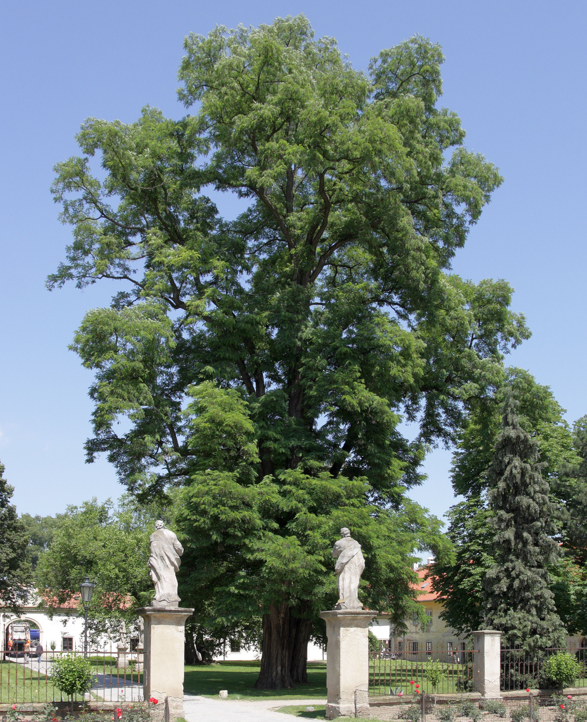 Acacia blanca : venta Acacia blanca / Robinia pseudoacacia