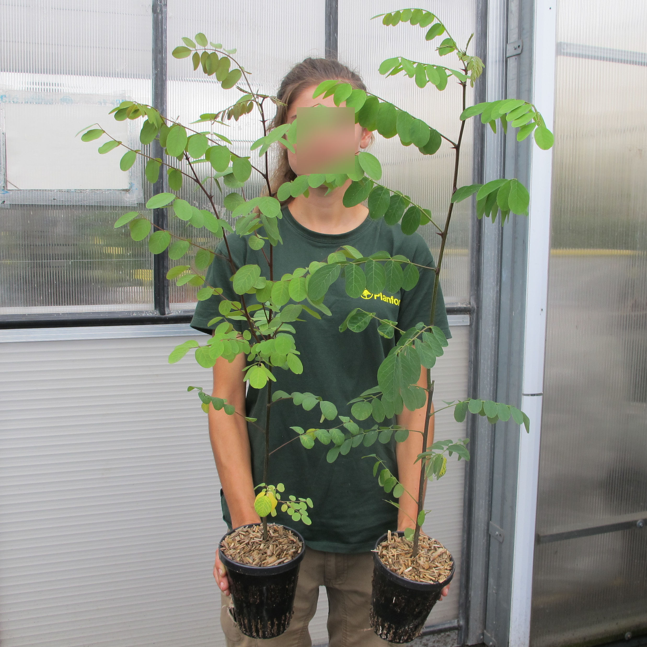 Acacia blanca : venta Acacia blanca / Robinia pseudoacacia