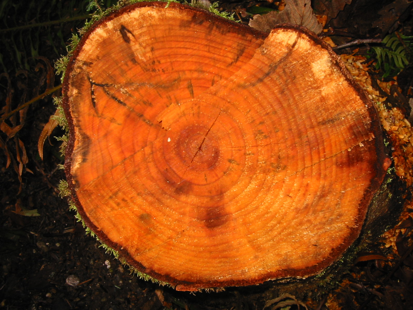 Aliso rojo : venta Aliso rojo / Alnus rubra