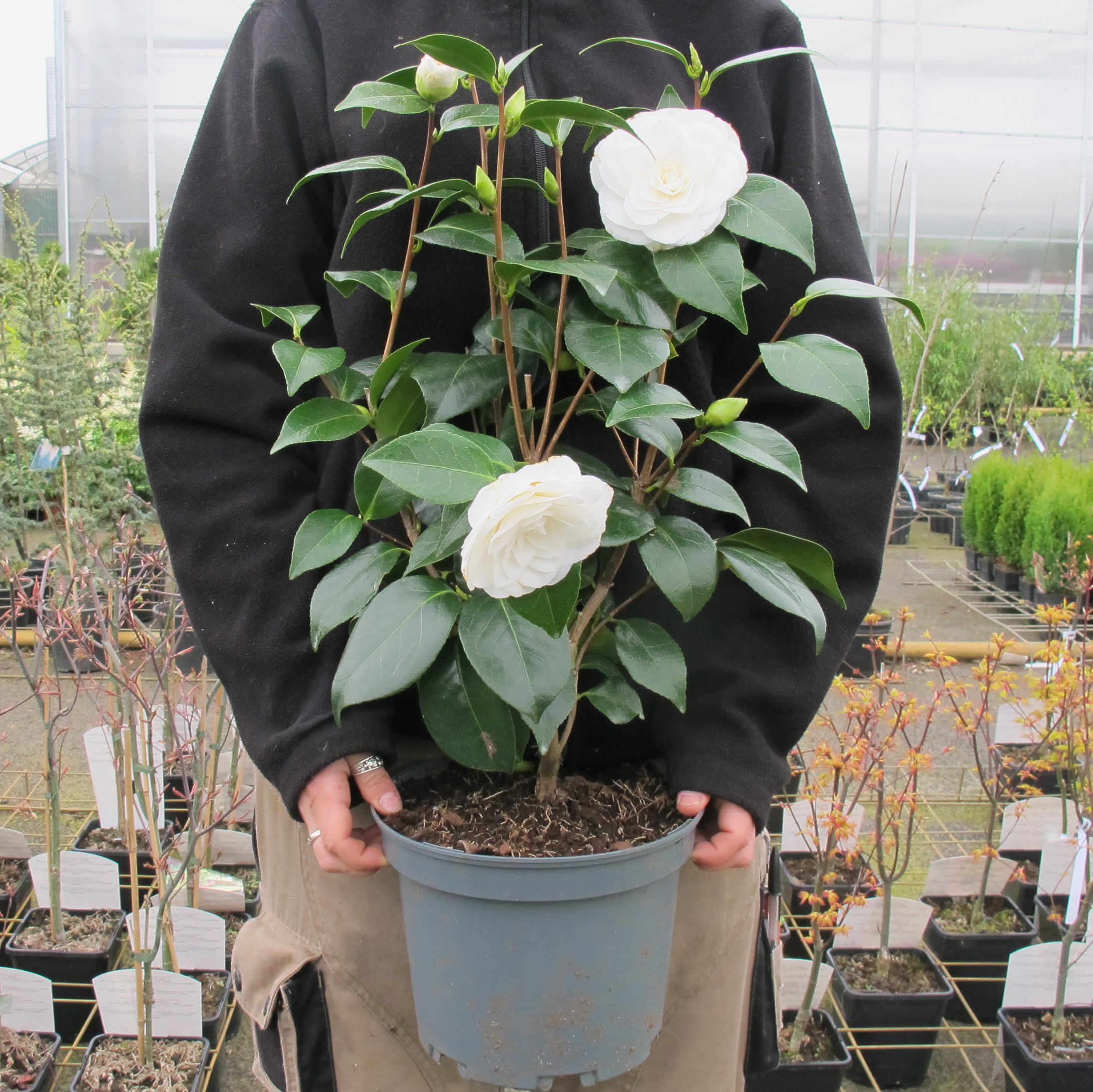 Camelia de Japón 'Nuccio's Gem'
