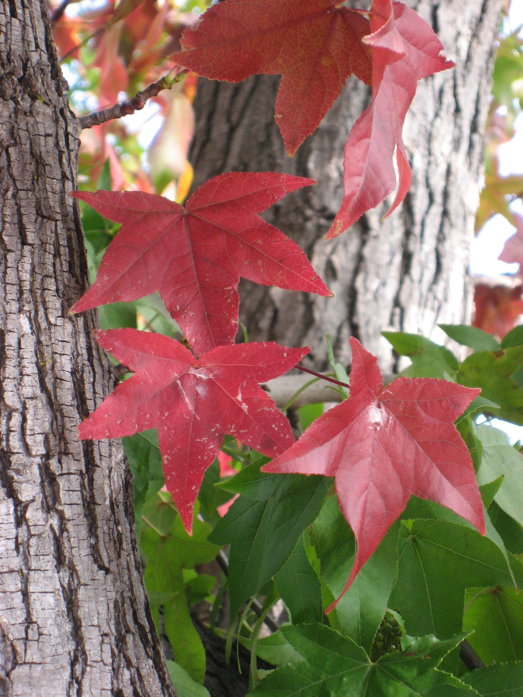 Liquidámbar : venta Liquidámbar / Liquidambar styraciflua