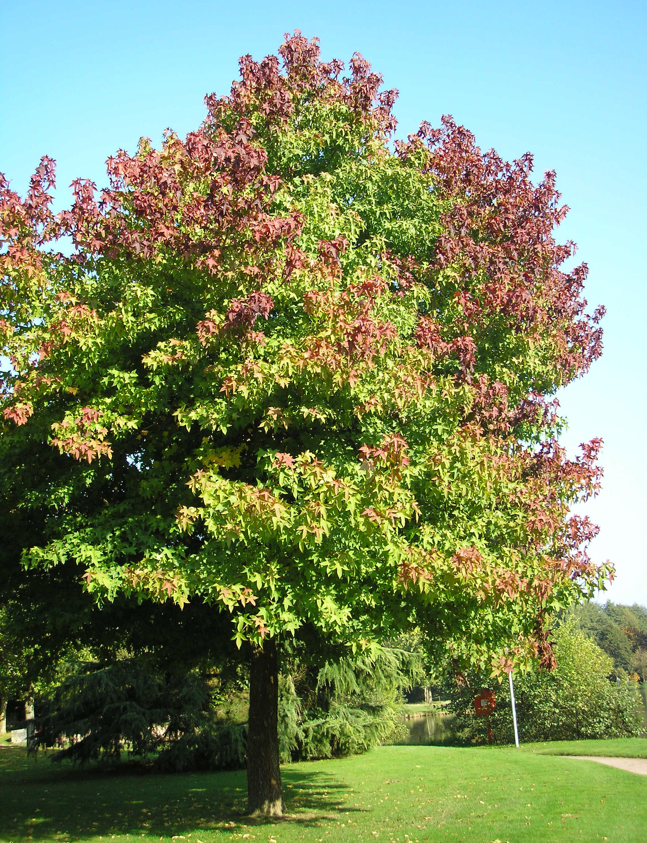 Liquidámbar : venta Liquidámbar / Liquidambar styraciflua