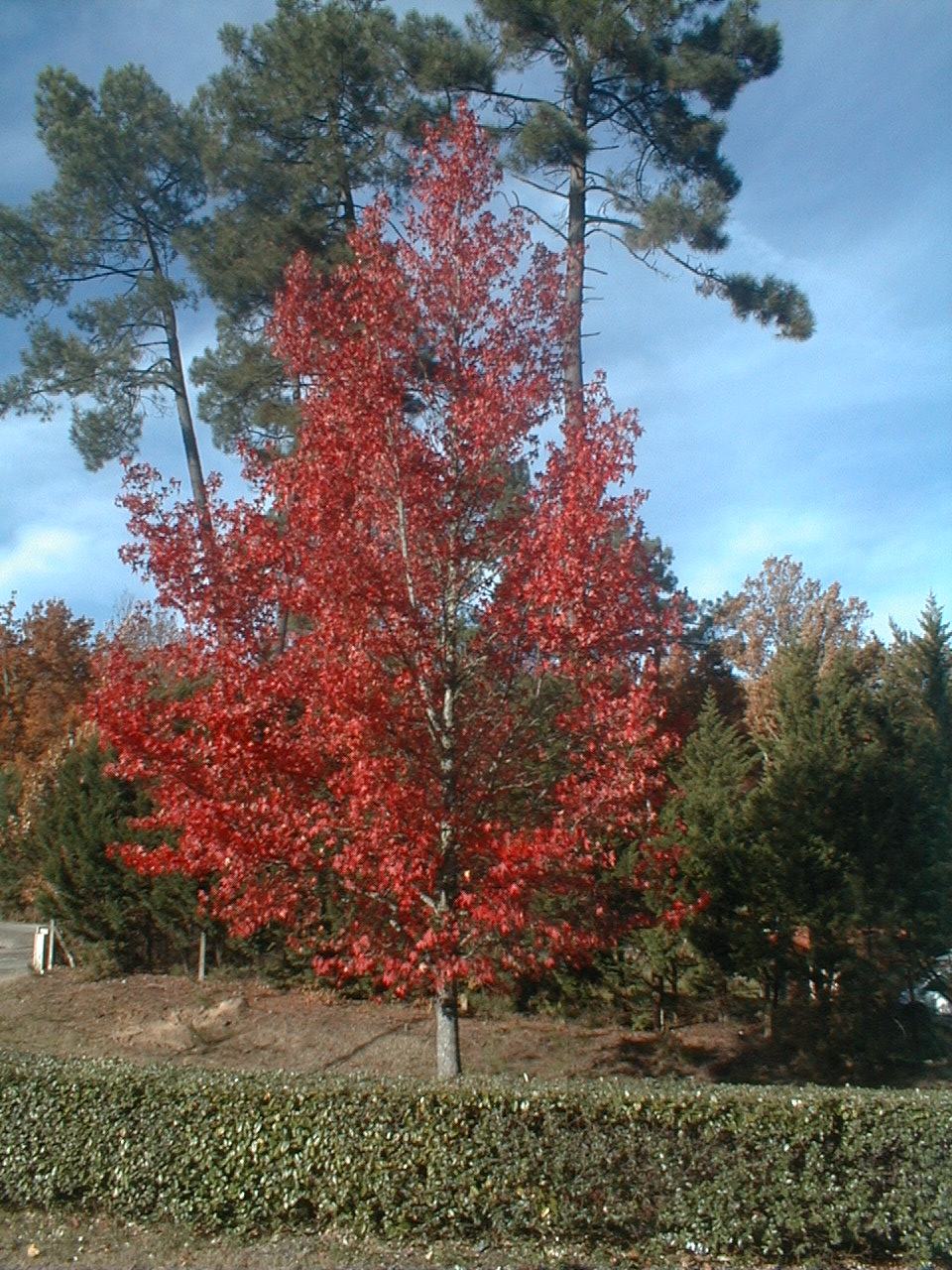 Liquidámbar : venta Liquidámbar / Liquidambar styraciflua