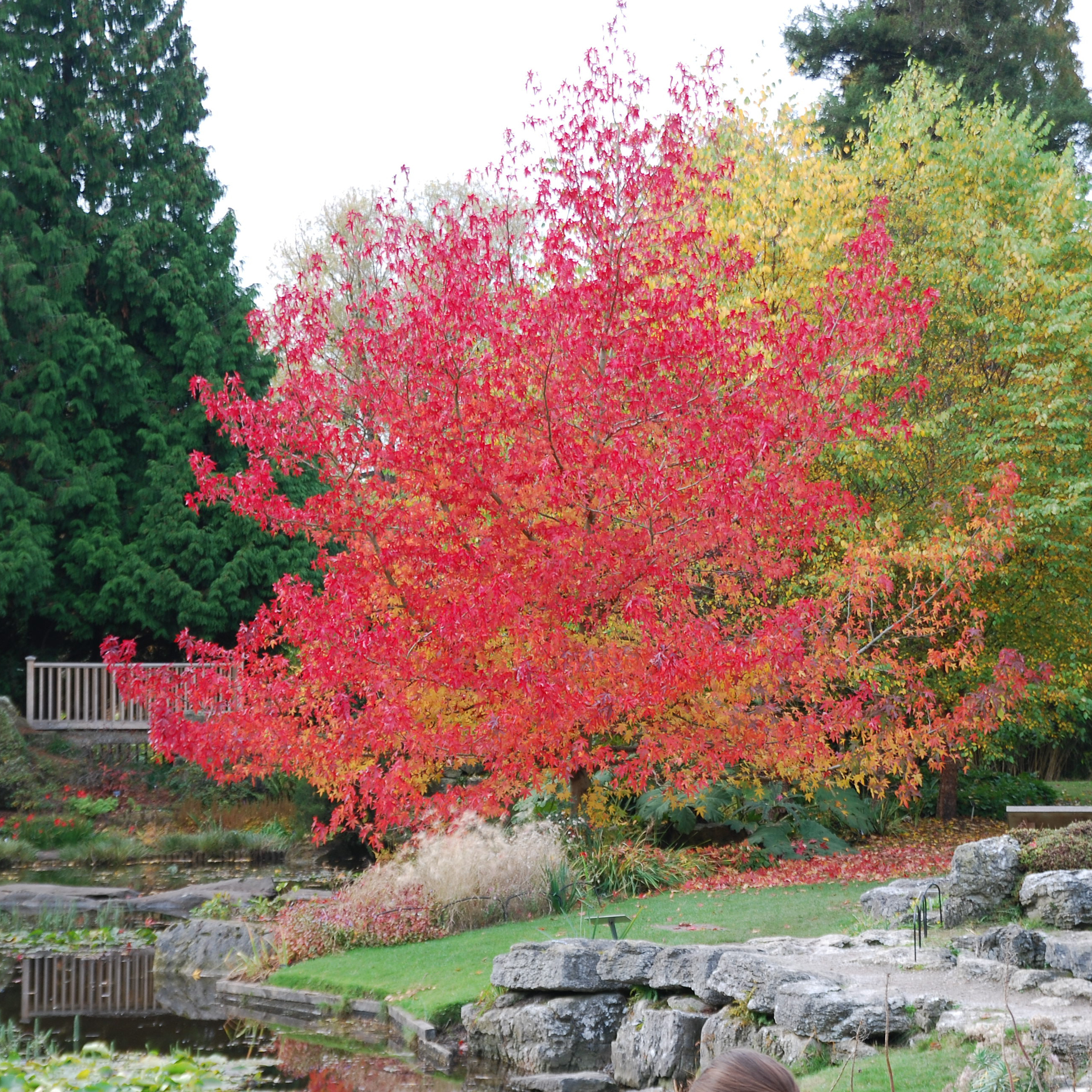 Liquidámbar : venta Liquidámbar / Liquidambar styraciflua