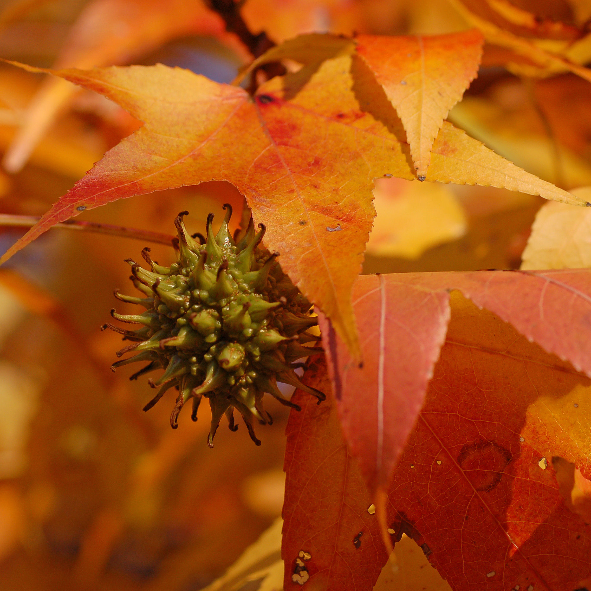Liquidámbar : venta Liquidámbar / Liquidambar styraciflua