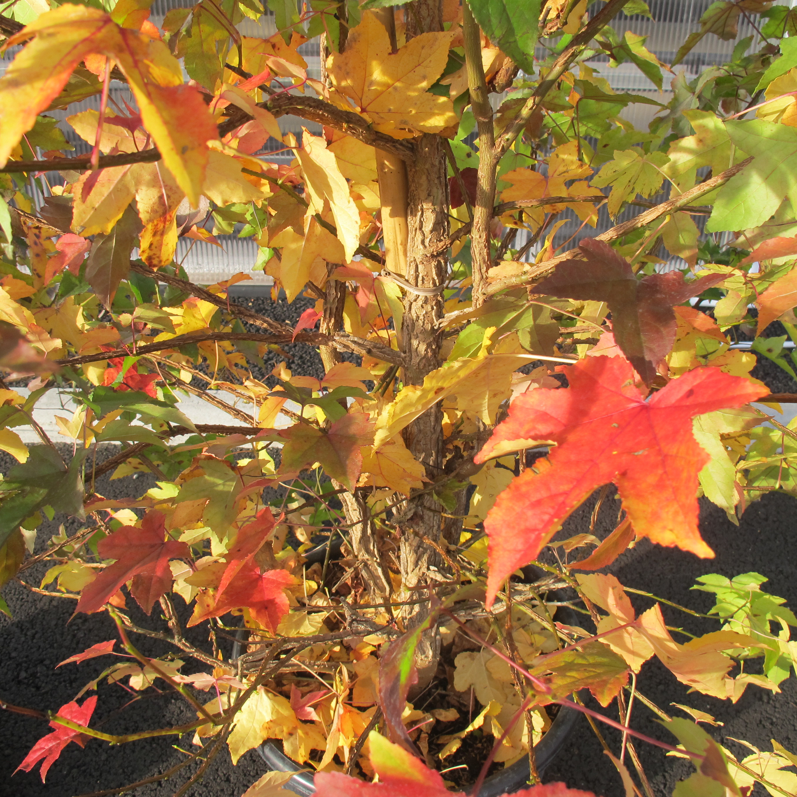 Liquidámbar : venta Liquidámbar / Liquidambar styraciflua