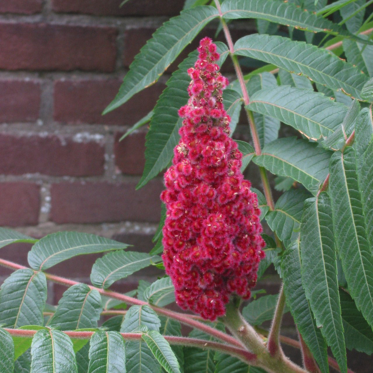 Zumaque Zumaque de Virginia : venta Zumaque de Virginia / Rhus typhina