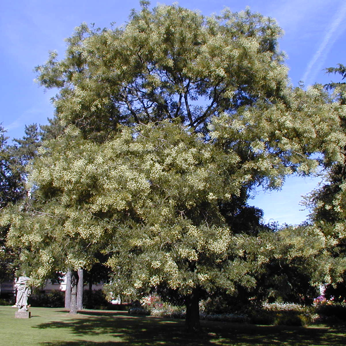 Acacia del Japón venta Acacia del Japón / Sophora japonica — free download