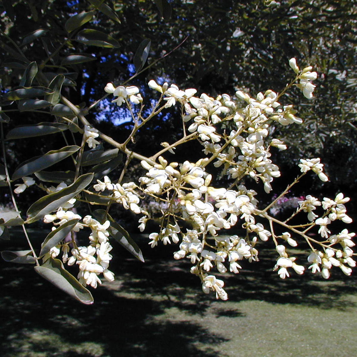 Acacia del Japón venta Acacia del Japón / Sophora japonica — free download