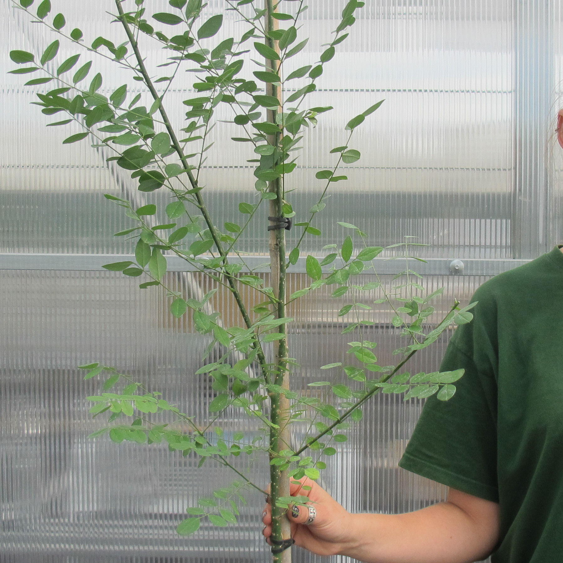 Acacia del Japón venta Acacia del Japón / Sophora japonica — free download