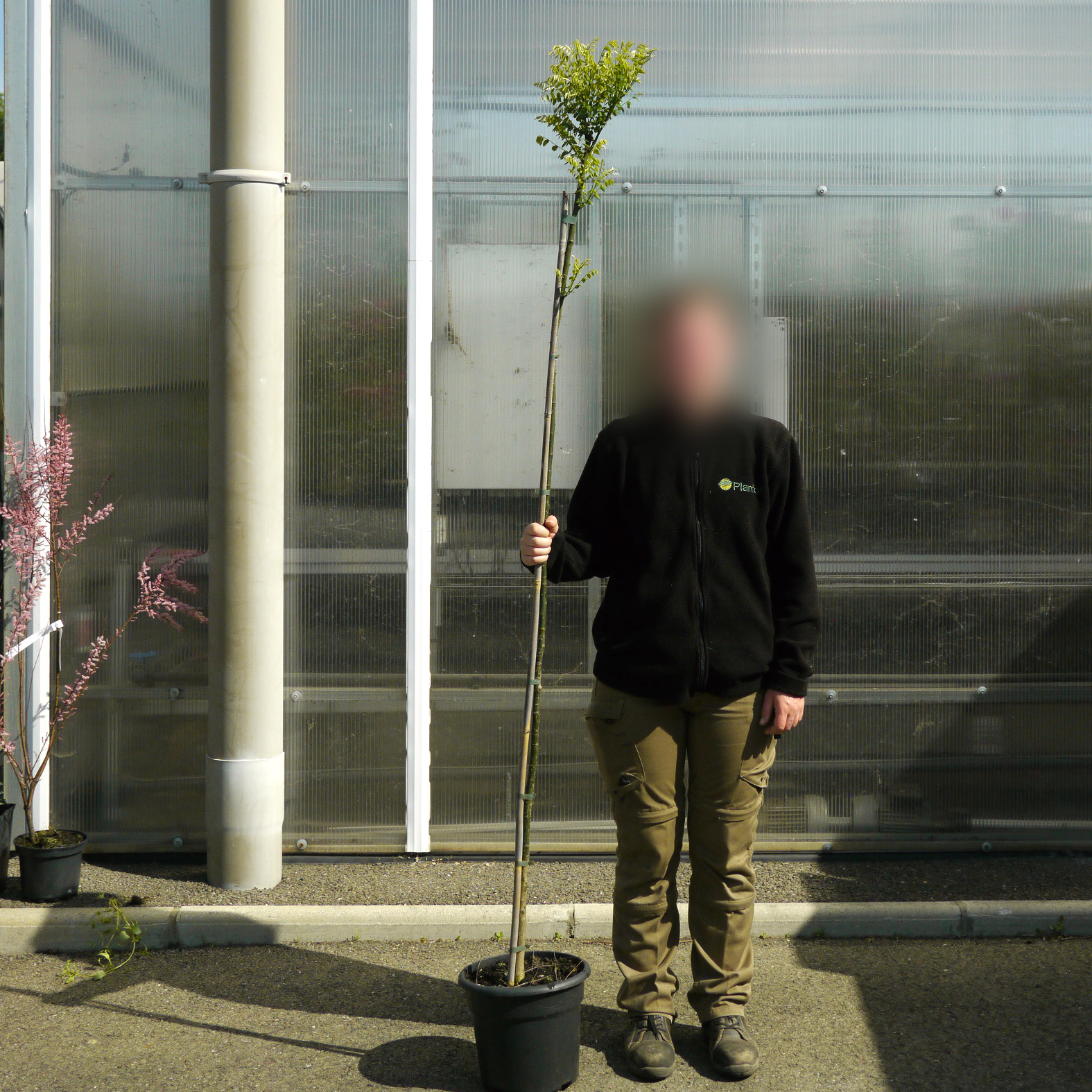 Acacia del Japón venta Acacia del Japón / Sophora japonica — free download
