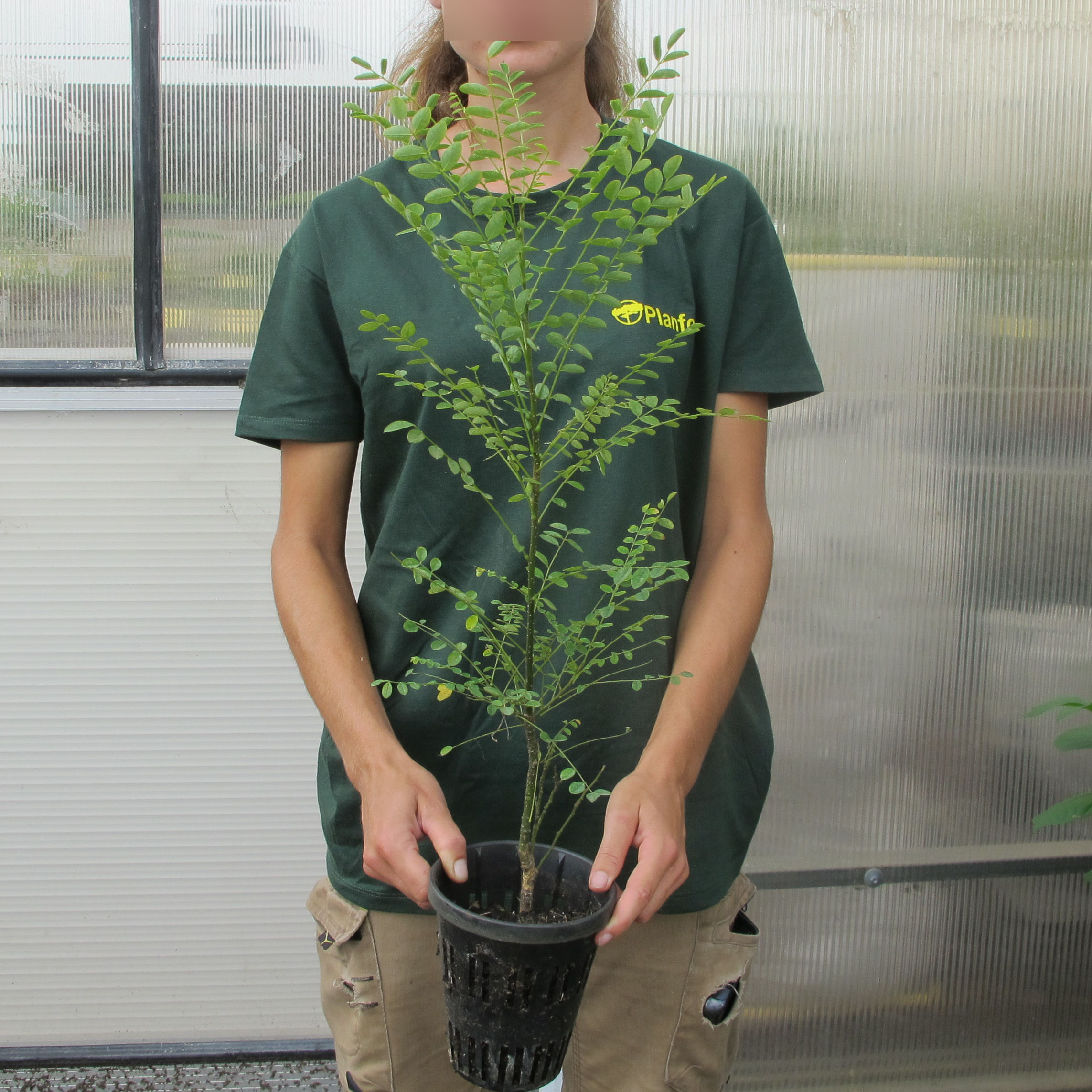 Acacia del Japón venta Acacia del Japón / Sophora japonica — free download